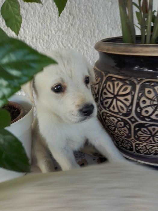 Цуценята породи Лабрадор ретривер.