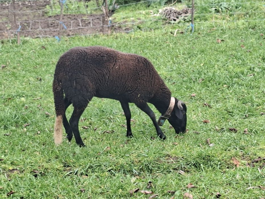 Ovelha  com 15 meses