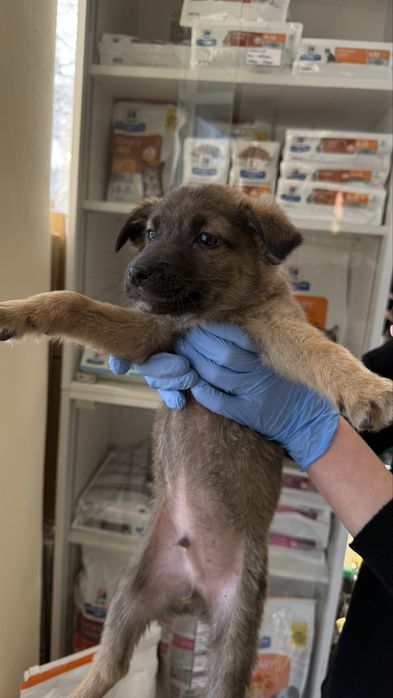 Цуценята шукають дім