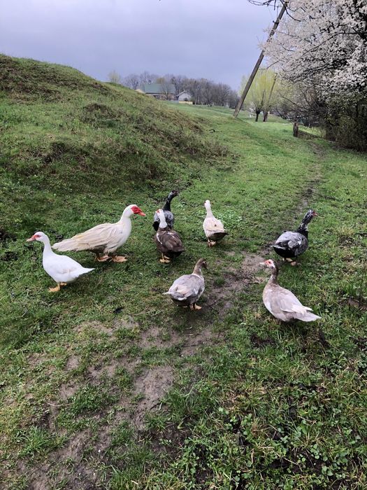 Мускусні качки (німі)