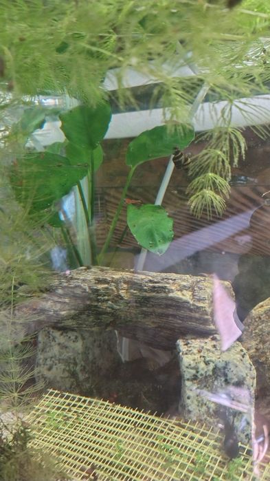 Anubisa Lotos Pistia Trawa Rogatek