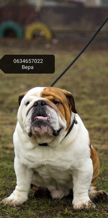 Вязка английский бульдог
