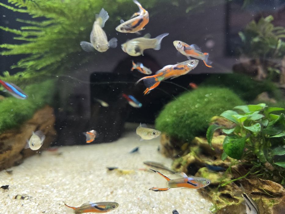 Gupiki Endlera rybki