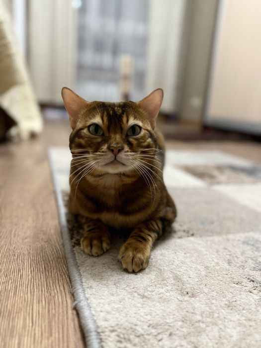 Вязка бенгальского кота
