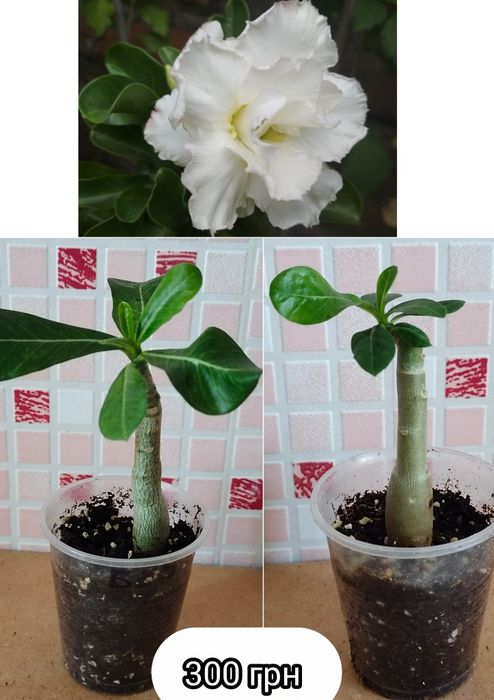Аденіум щеплений Amaryllis