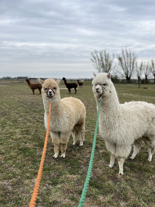 Alpaka młode samczyki 2025