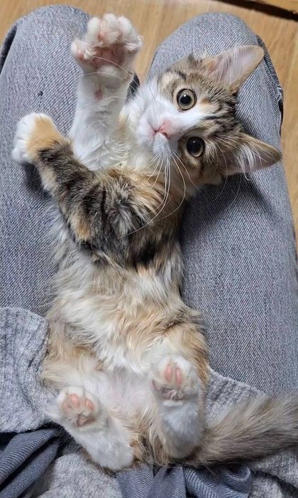 Отдам котёнка-девочку