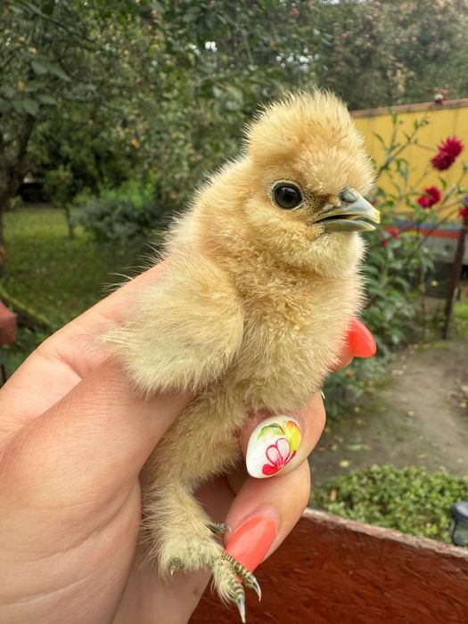 Kury rosy kury silki kury araukany pisklaki araukany