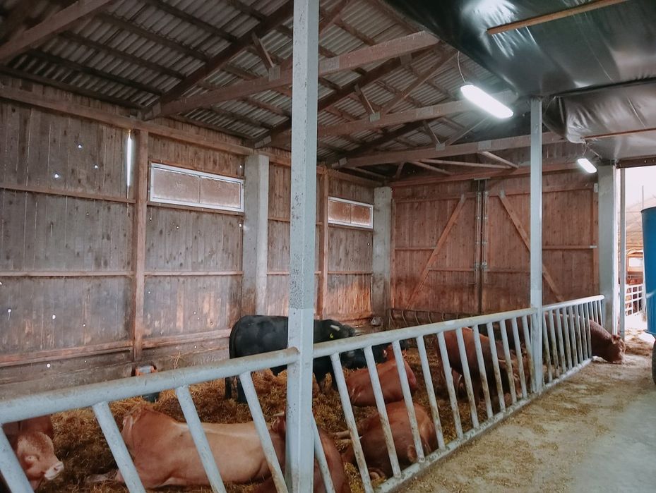 Sprzedam Chlewnię do rozbiórki