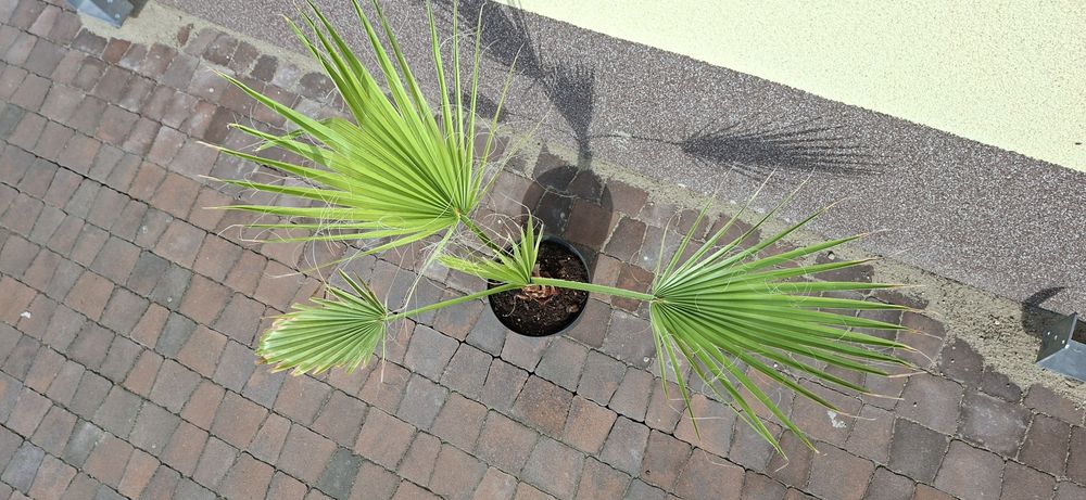Palma Washingtonia Robusta