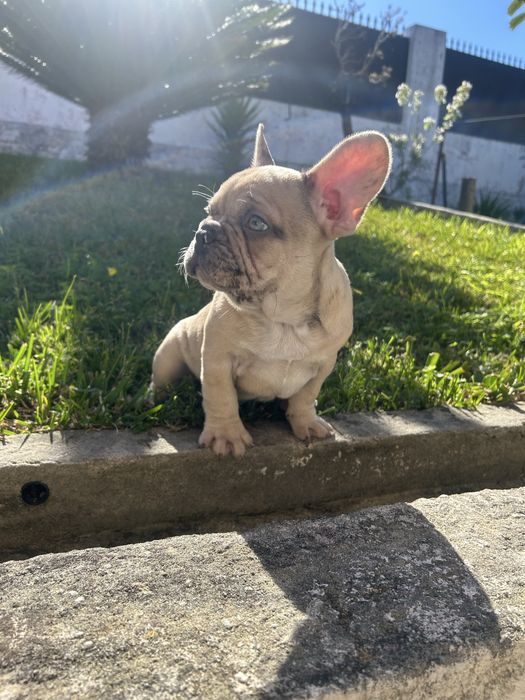 Bulldog frances Menina
