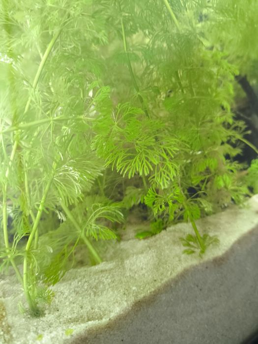 Limnophila sessiliflora