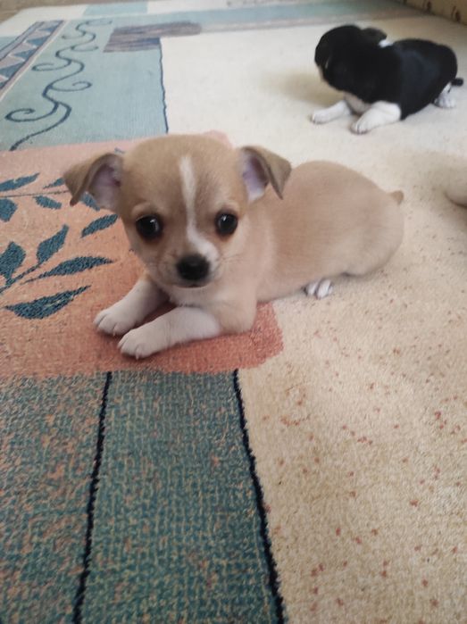 Чіхуа хуа щенята.