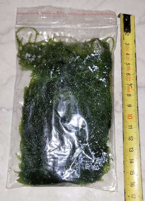 Mech akwariowy - Mega porcja