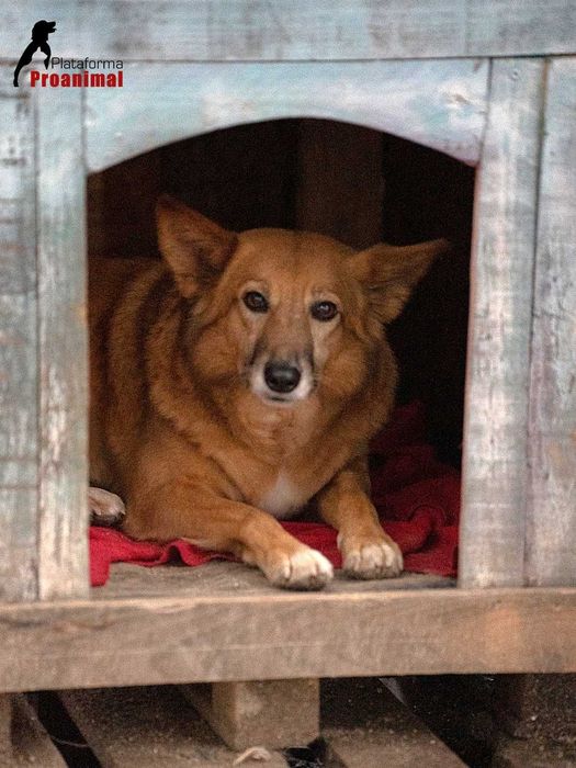 ZUCA - Cadelinha Sénior para Adoção!