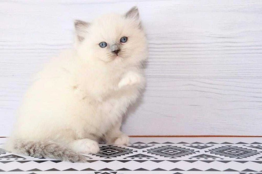 Регдол-хлопчик з волошковими очима. Блакитний мітед забарвленя.