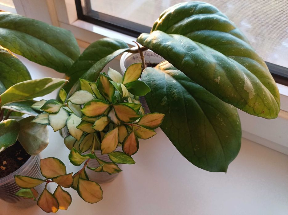 Хойя, гарні сорти.