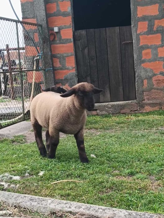 Borregos Suffolk Puros