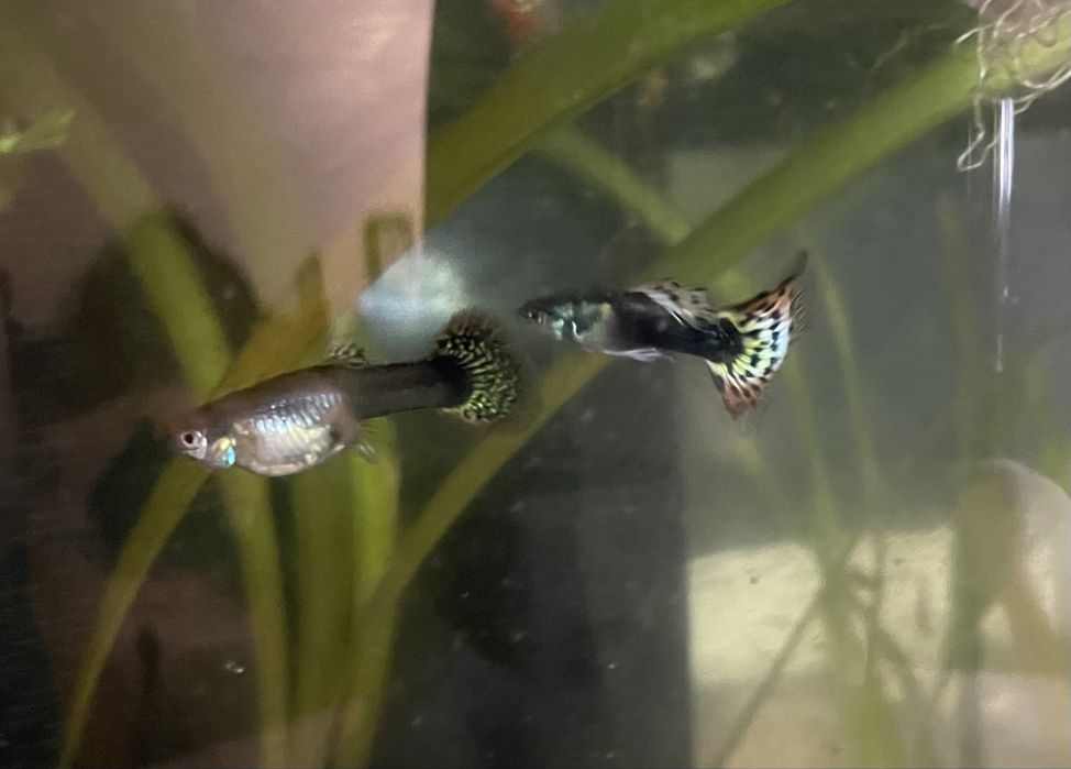 Casal Guppies Red Dragon Halfmoon: Linha Pura, Famalicão
