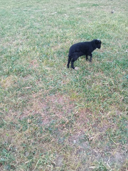 Macho anã puro
O Último desta criação, para criar a biberon ou reservar para depois dos dois meses.
Agora está com 6 semanas
Fazemos entregas na zon