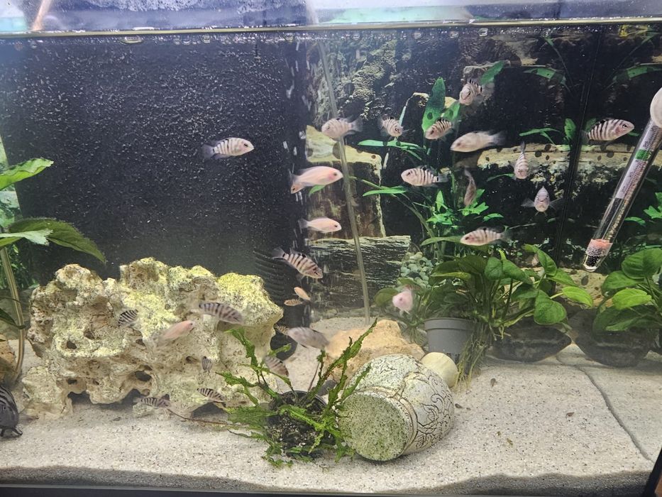 Peixes crias de ciclideos , muito resistentes e fácil de tratar .