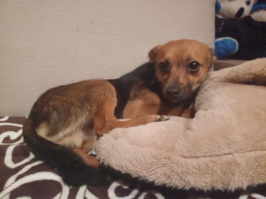 Caozinho com 9 mesinhos para adopção