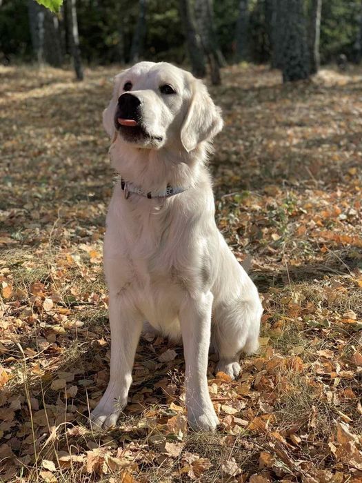 Хлопчик золотистий ретрівер