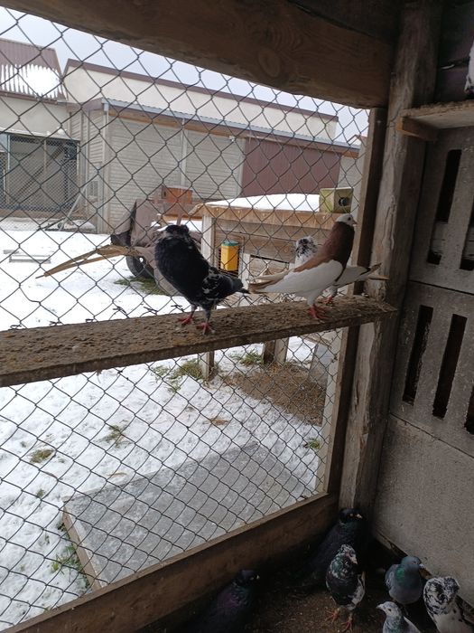 Gołębie gołębie ozdobne różnych ras