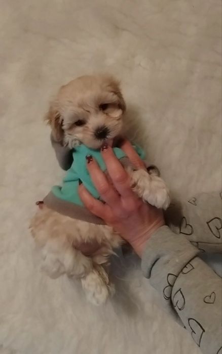 Кукольная девочка мини мальтипу