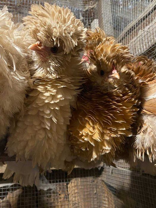 Інкубаційні яйця Падуан Шамоа курчавий (фрізлі)