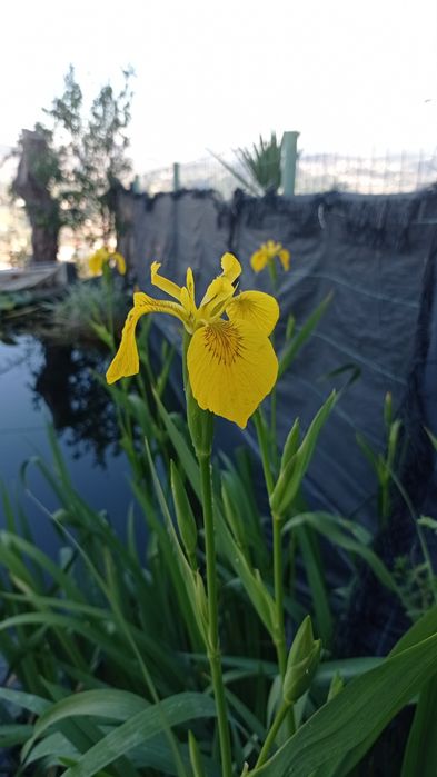 Plantas Acorus para lagos