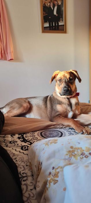 Boris para Adopção