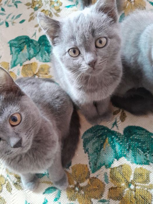 Британские котята