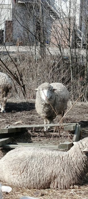 Вівці мериноси(м'ясного напрямку).