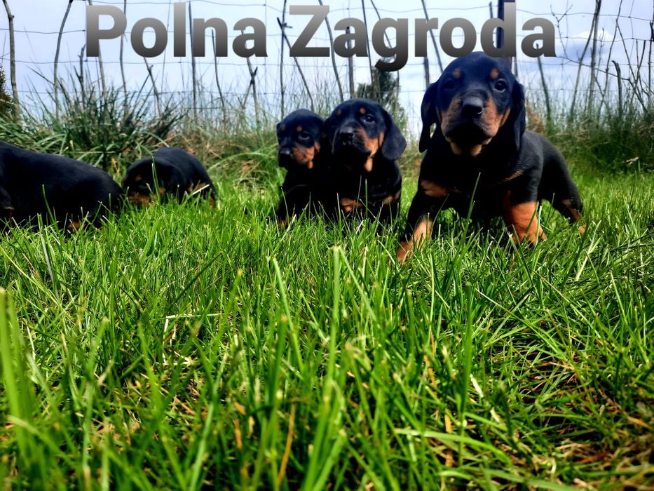 Szczeniaki Gończy Polski