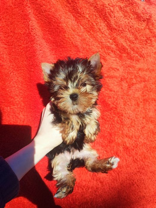 Прекрасная мини малышка Йорка