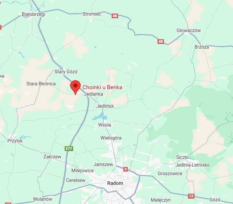 Choinka Żywa Jodła Kaukaska Świerk Cięta W Doniczce PLANTACJA RADOM