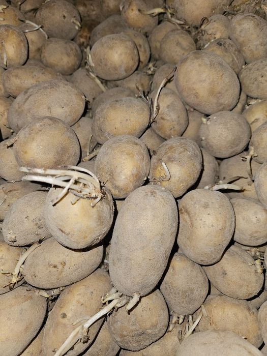 Sprzedam Ziemniaki Jelly