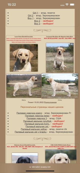 Кабель чистокровного Лабрадора ретривера предлагает услуги вязки