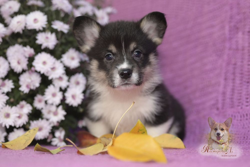 Чорноголовий вельш коргі пемброк з хвостиком.