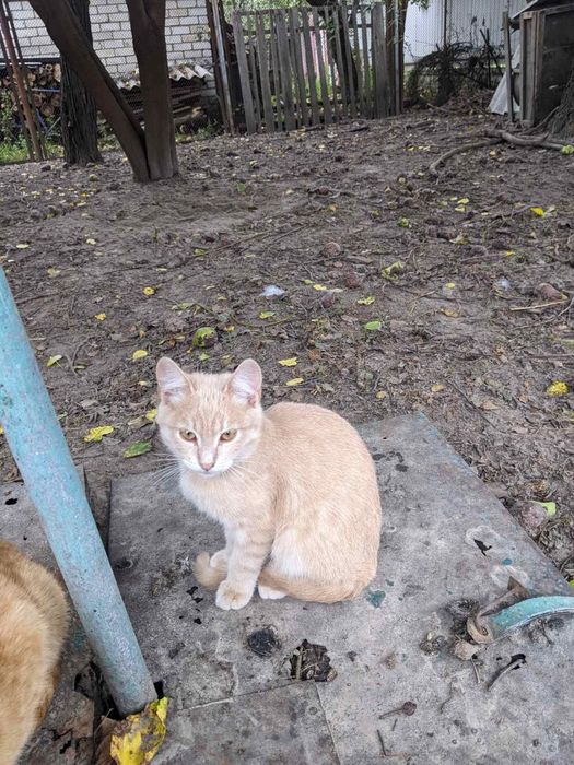 Отдам в добрые руки котят
