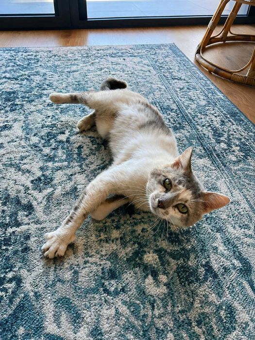 CASTRADO | Gato jovem e meigo disponível para Adoção Responsável