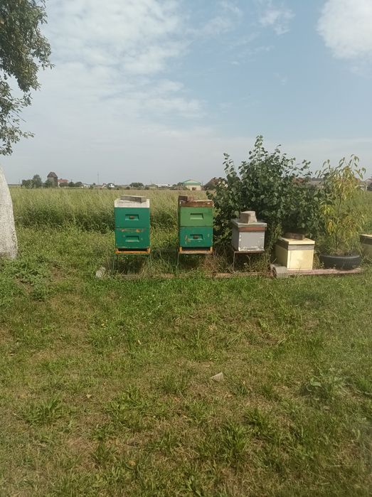 Ule wielkopolskie 19 szt uli cały osprzęt