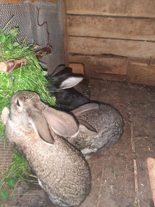 Крілички, кріленята різного віку