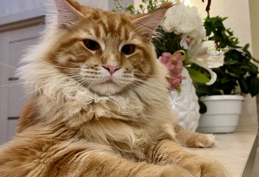 Вʼязка. Мейн-кун із серцем лева запрошує панянок!