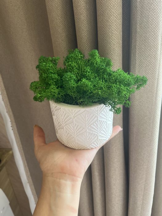 Кашпо з мохом