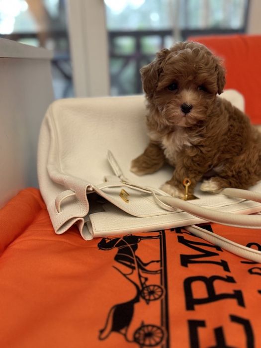 Мальтипу ф1- міні  формат тікап