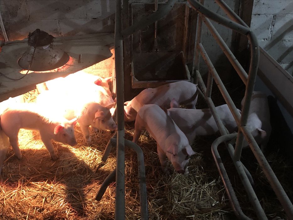 Поросятя  28 днів та 1,5 міс