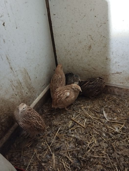 Vendo ovos de codorniz gigante