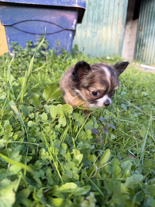Magnífica menina chihuahua